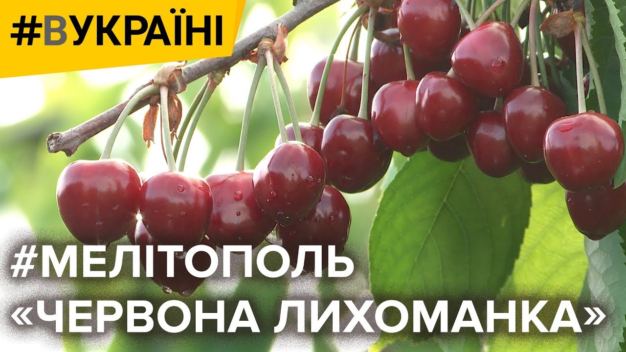 Как на черешне зарабатывают миллионы? | #ВУКРАИНЕ