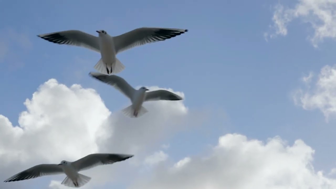 Days 6-9:  Let There Be Peace (Instrumental)
