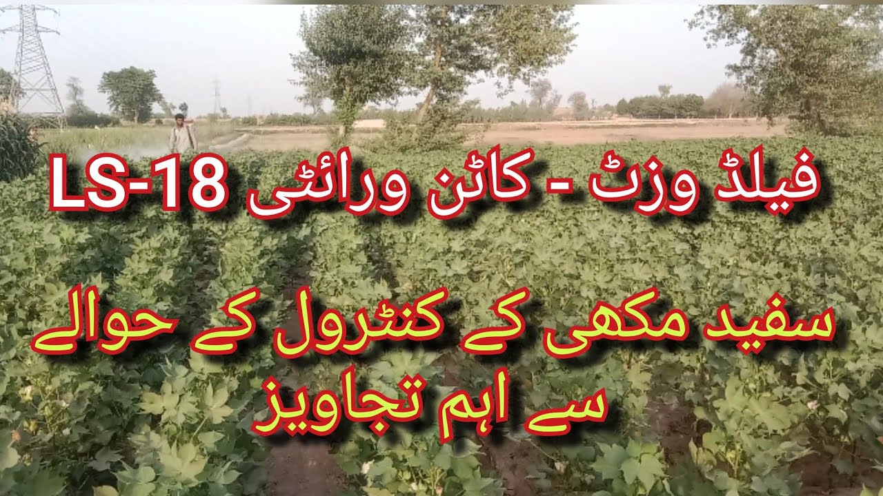 Whitefly management in cotton ll Tips to control whitefly in cotton crop ll field visit of LS-18