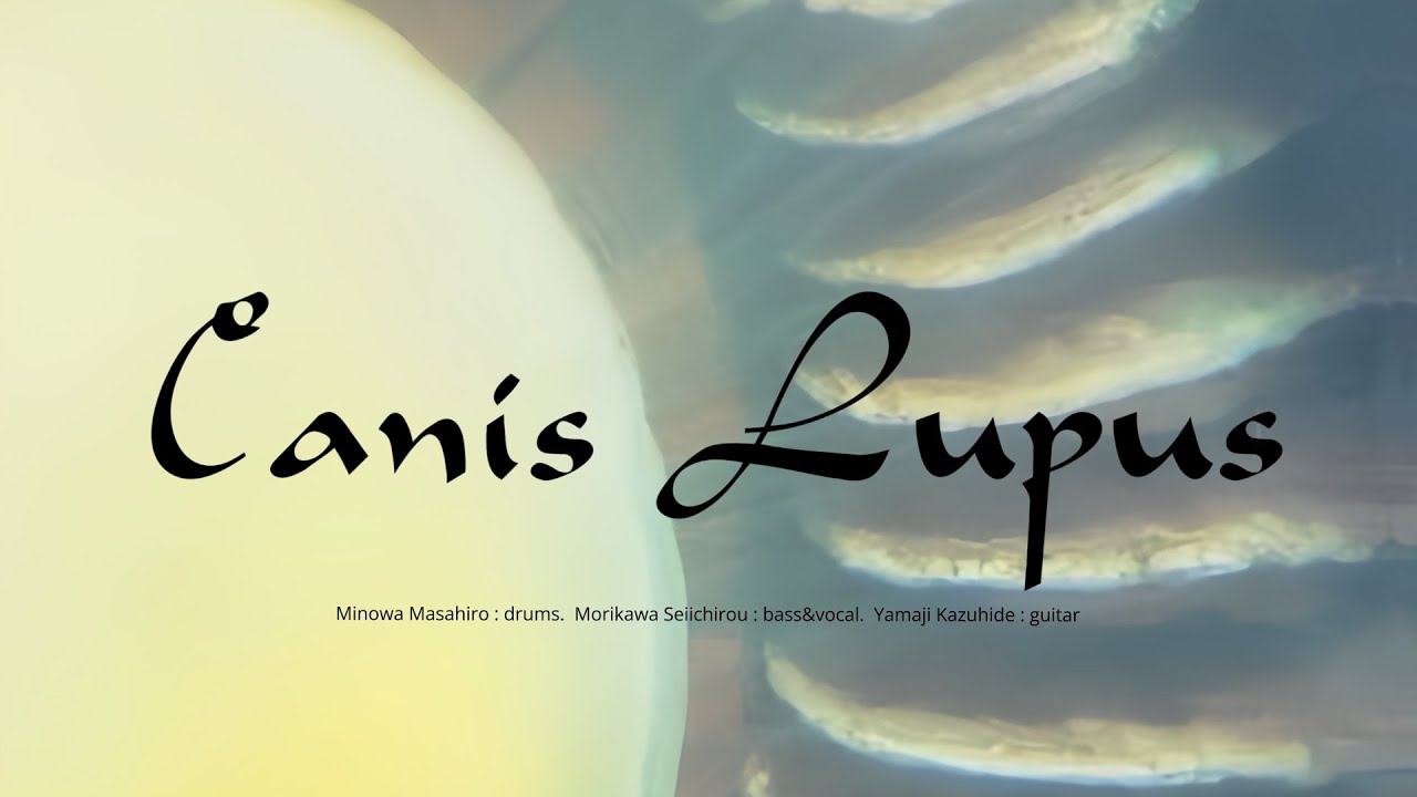 Canis Lupus - GTO III