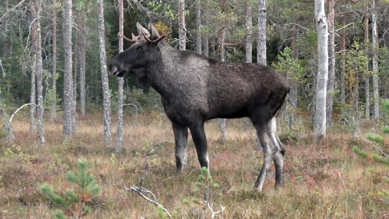 &Auml;lglock 19 september 2024 - Bjur&aring;ker