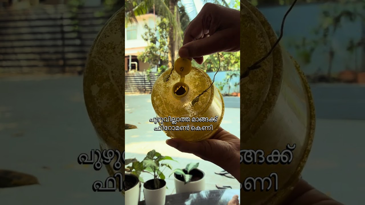 പുഴുക്കളില്ലാത്ത മാങ്ങകൾ 