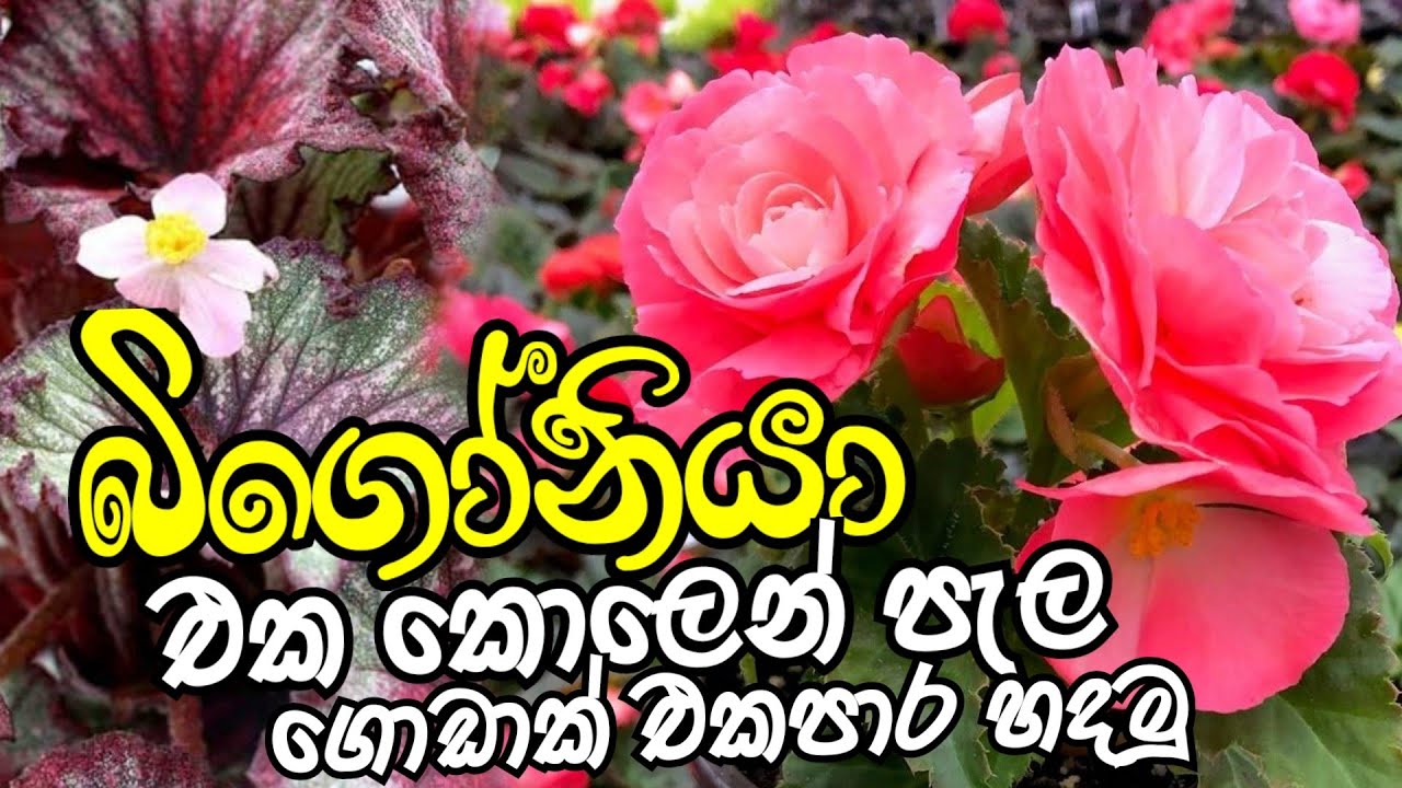 How to make new begonia plant | එක කොලෙන් බිගෝනියා පැල ගොඩක් එක පාර හදමු | Begonia plant | Bigonia