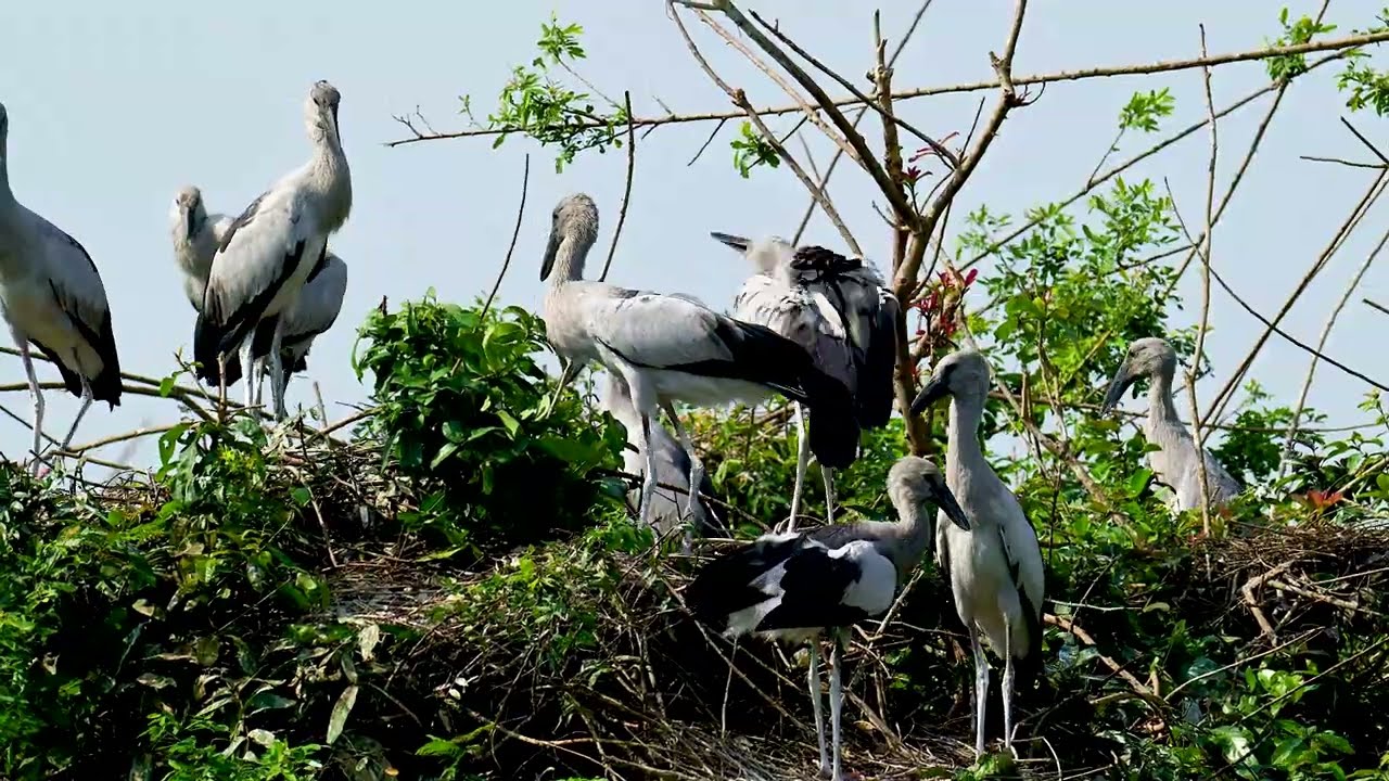EP540 A NICE BIRDS AND PEACEFUL PLACE BIRD BIRD SHELT AND RELAXING SOUND FOR DEEPLY SLEEP