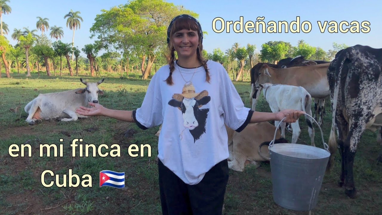 Acompáñame hoy a ordeñar vacas en Cuba. #campesina #agricultura #cuba #cubanos #farmers #tradiciones