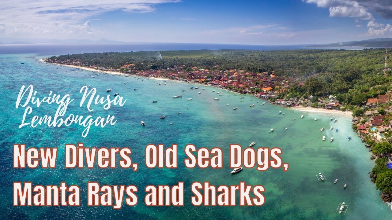 New Divers, Old Sea Dogs, Manta Rays and Sharks