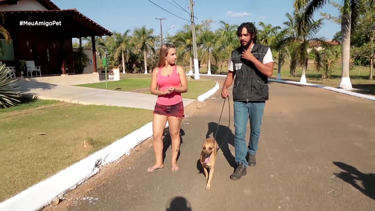 Totó: aprenda lidar com cachorro agressivo