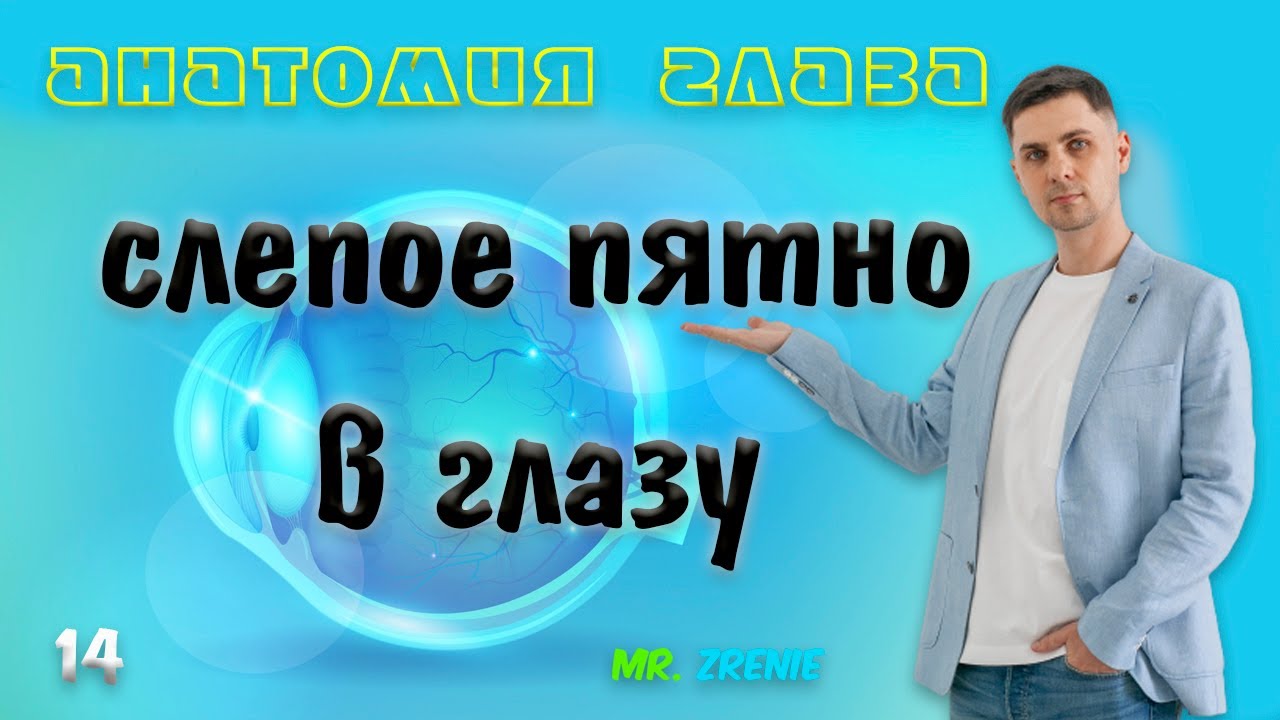 Слепое пятно в глазу | строение глаза