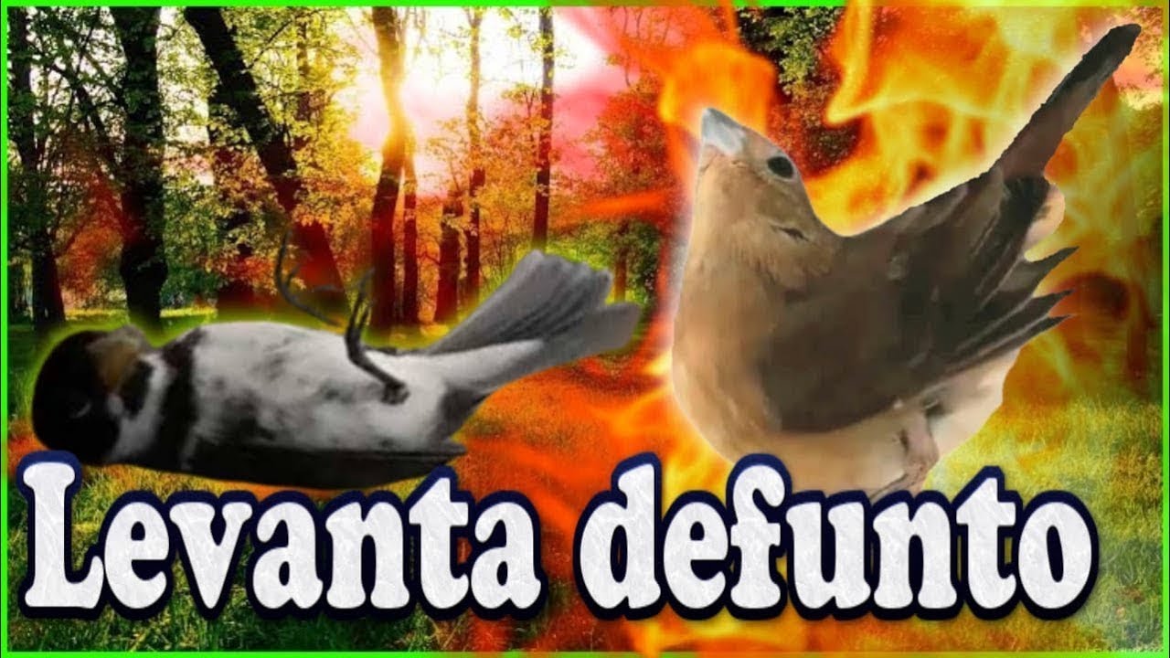 fêmea de papa capim chamando levanta até defunto seu papa capim vai ficar louco !