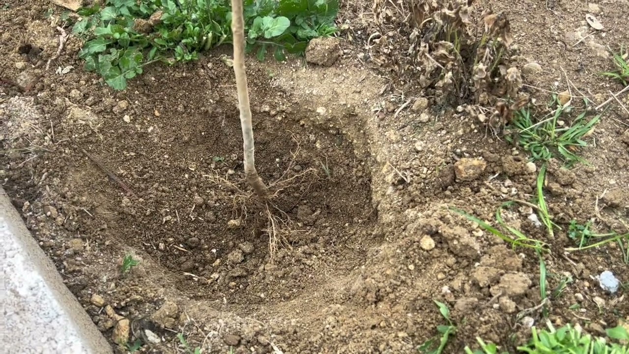 Dünyanın en hızlı büyüyen ağacı  pavlonya paulownia  ağacı  #kiri ağacı #çin kavağı #pavloniya