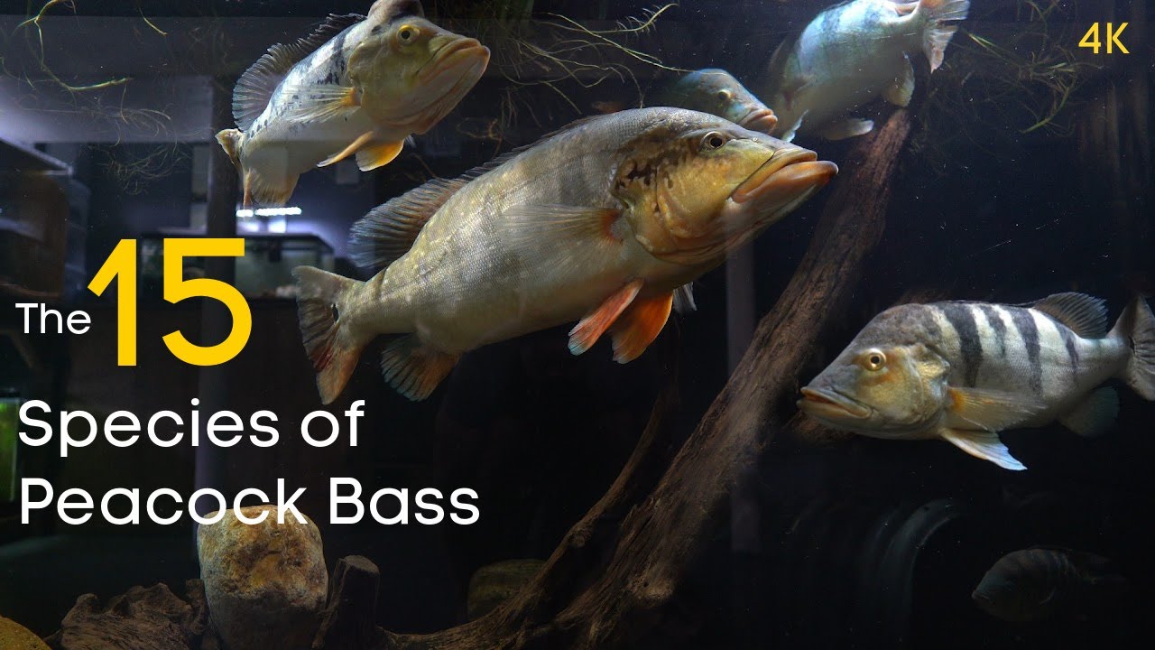 The 15 Types of Peacock Bass