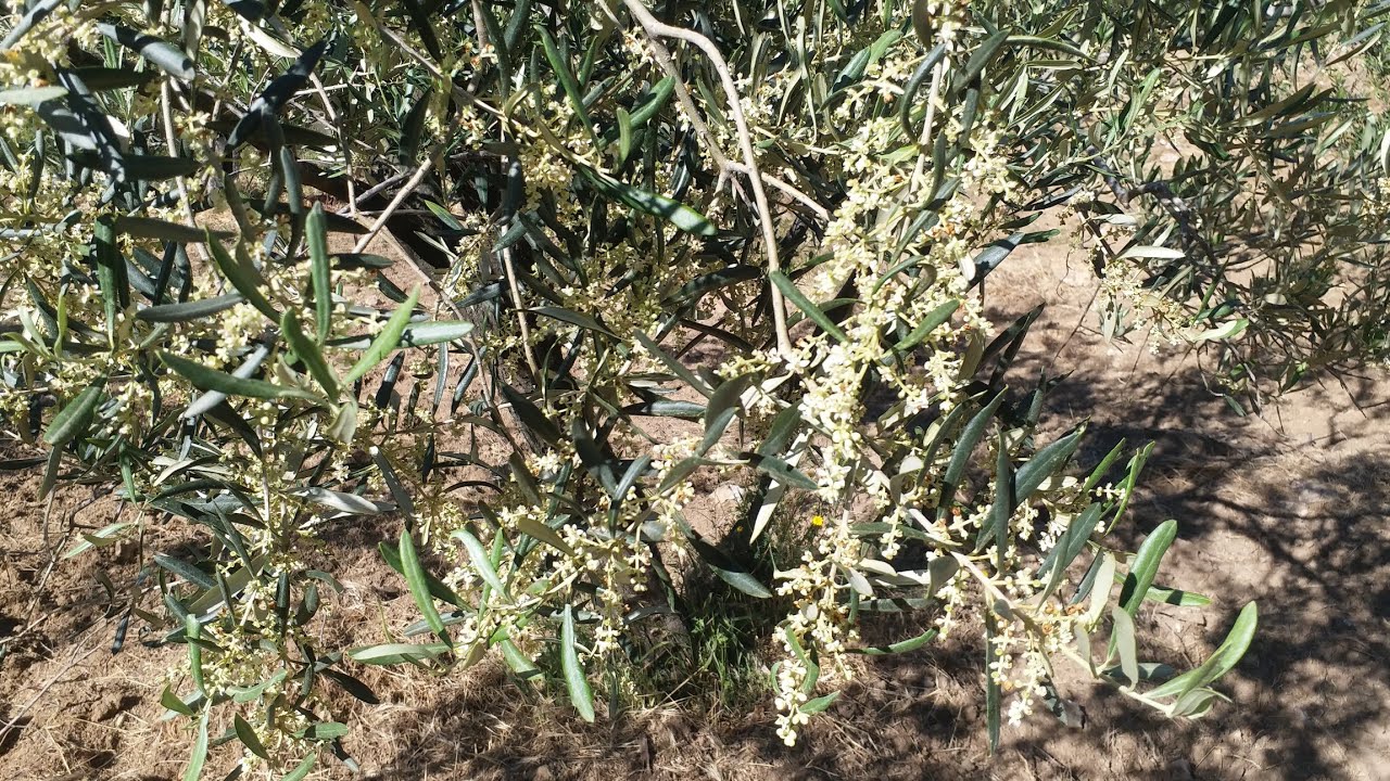 Zeytin ağaçlarımız çiçekte