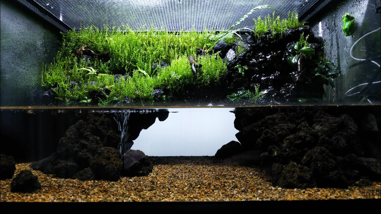 Re.【アカハライモリのイモリウム】立ち上げ/vivarium,paludarium,aquaterarium,Newt,Setup/JAPAN