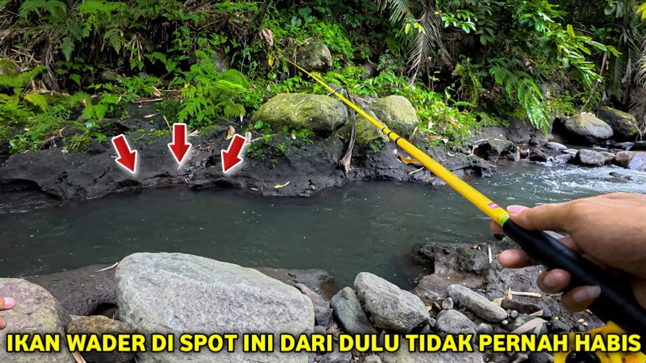 🍃 IKAN WADER DISPOT INI DARI DULU TIDAK PERNAH HABIS 💚