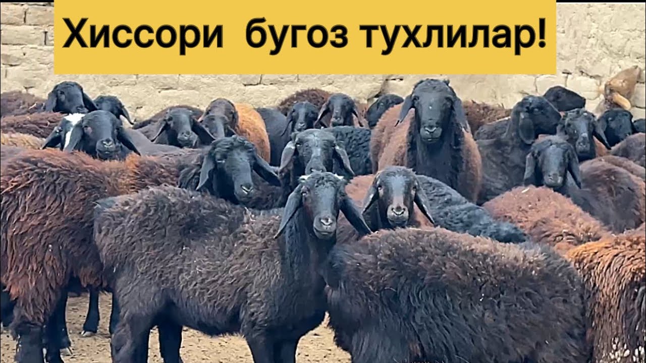 Хиссори бугоз тухлилар! 991204079☎️ 995152879☎️