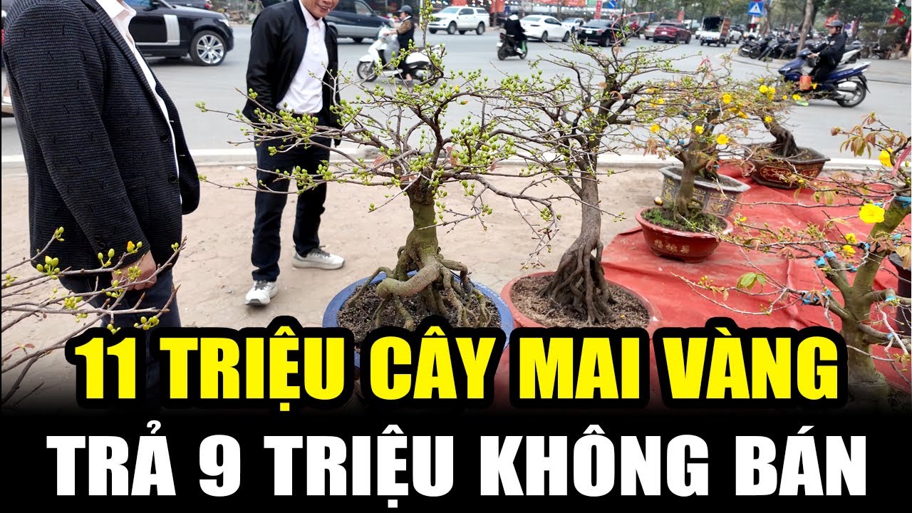 Mai Vàng Thủ Đức 11 Triệu Mặc Cả 9 Triệu Mà Chủ Vườn Không Bán