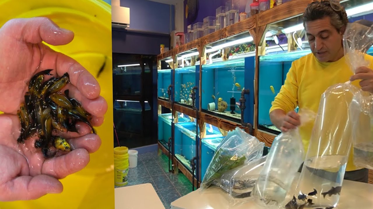 YİNE ONLARCA BALIK ALDIM AMA TÜRÜ İLK DEFA, akvaryum balıkları