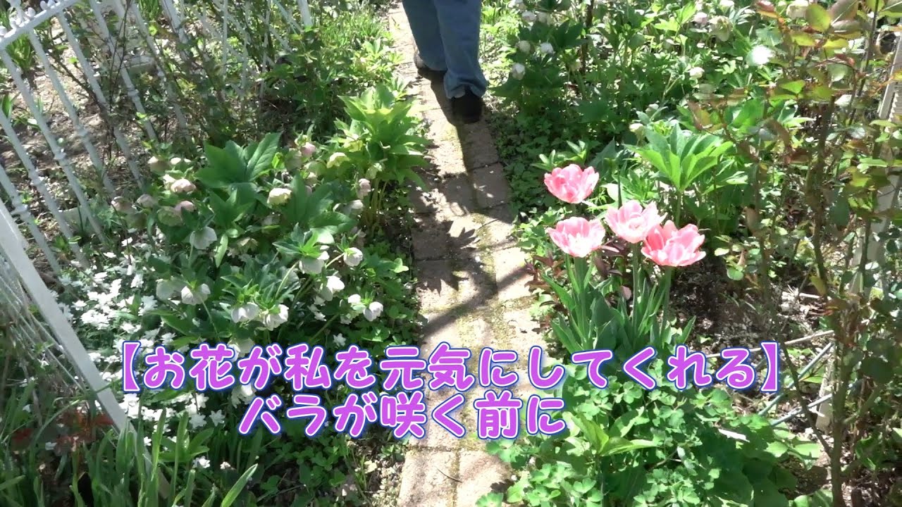 【お花が私を元気にしてくれる】バラが咲く前に 1