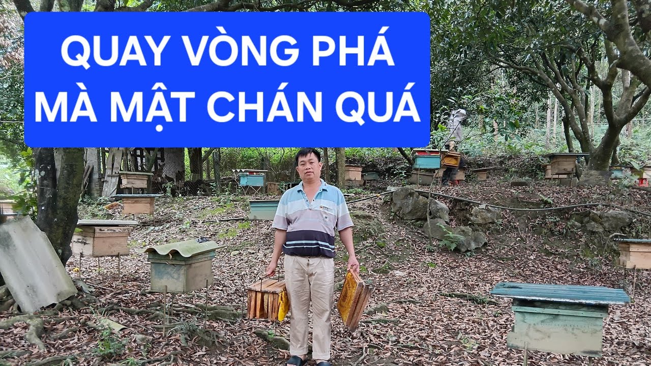 Kỹ thuật nuôi ong Ninh Phương đang phát trực tiếp!