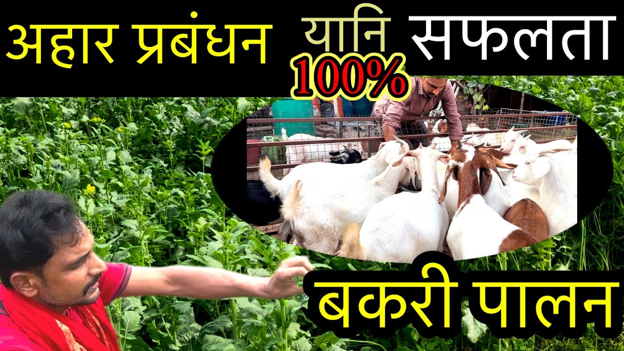Goat rearing is the only way to earn more with less expenditure/ Kushwaha goat farm Umesh Kumar/ ...