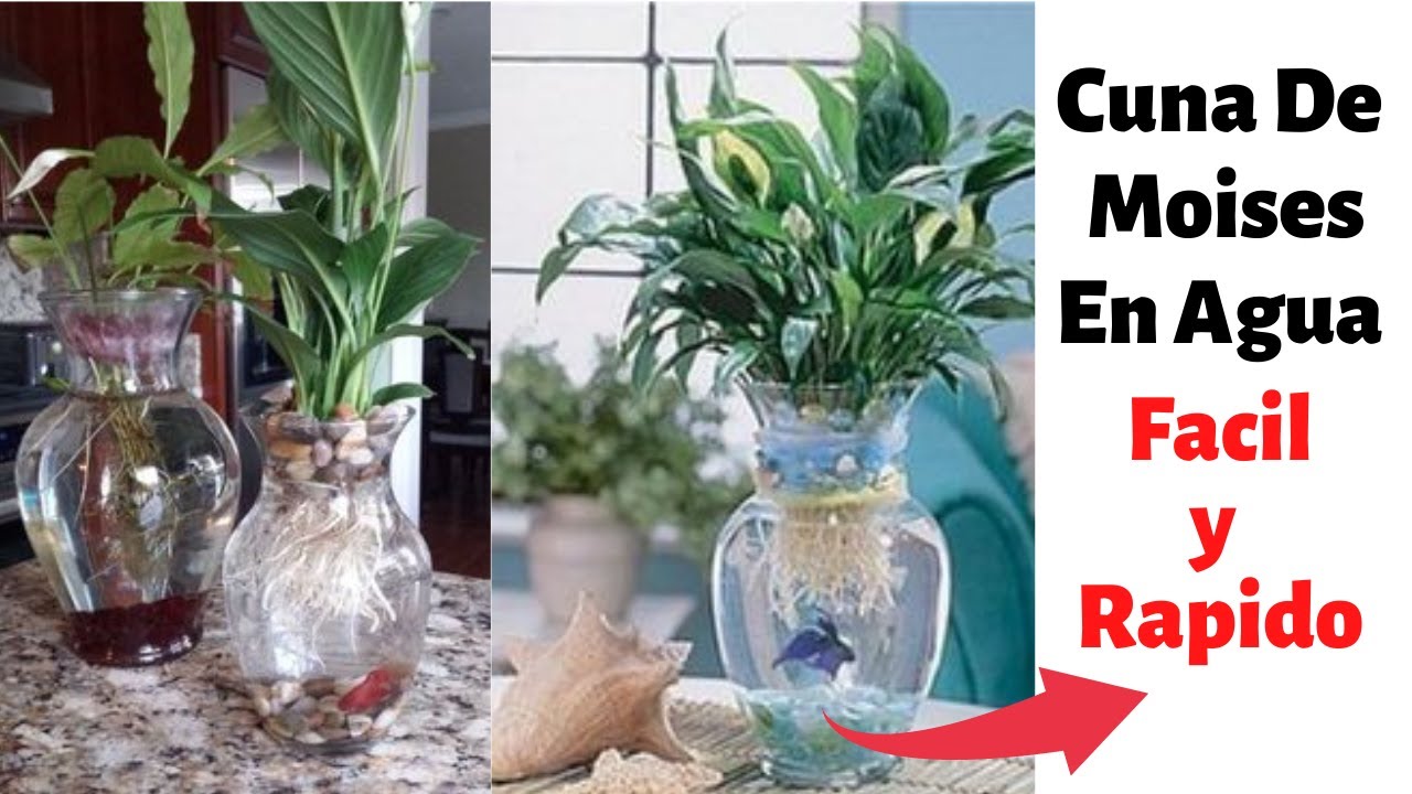 Cultiva Cuna De Moises En Agua