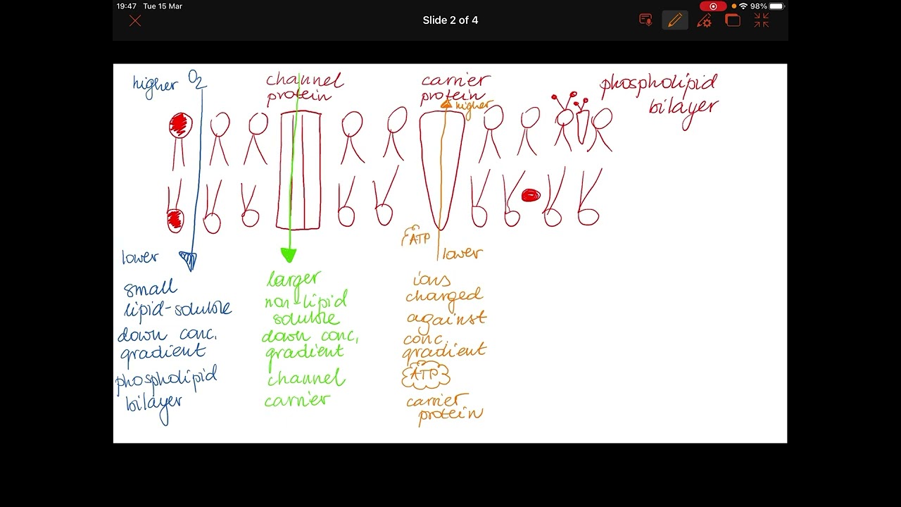 Exam revision Transport across membrane Biology 2022