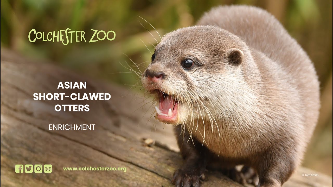 Asian Short clawed Otter Enrichment