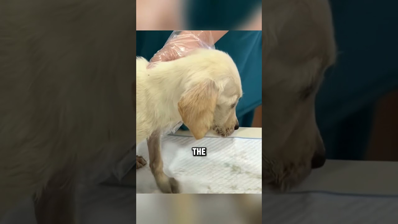 adopt a dog in trash can #story #touchingstories #wildlife  #amazing #heartwarming #labrador