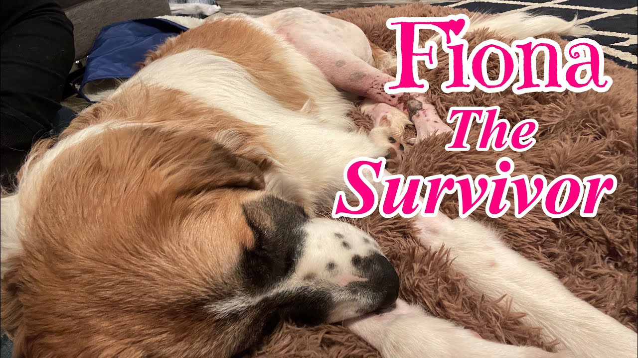 Our Dog’s Home After 2 Surgeries!