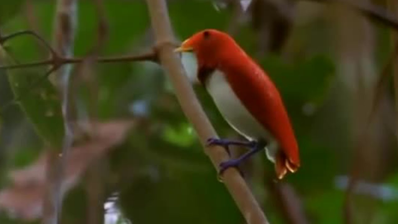 Dancing Birds of Paradise | Wild Indonesia | BBC Earth