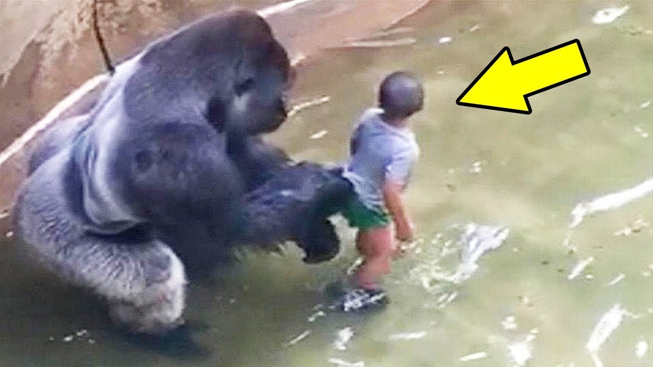 سقط طفل بجوار غوريلا فشاهد ماذا فعلت | مشهد يحبس الأنفاس