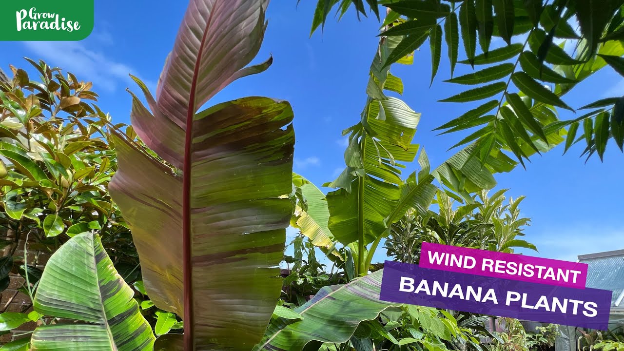 Banana plants in STRONG WINDS, which survives best?