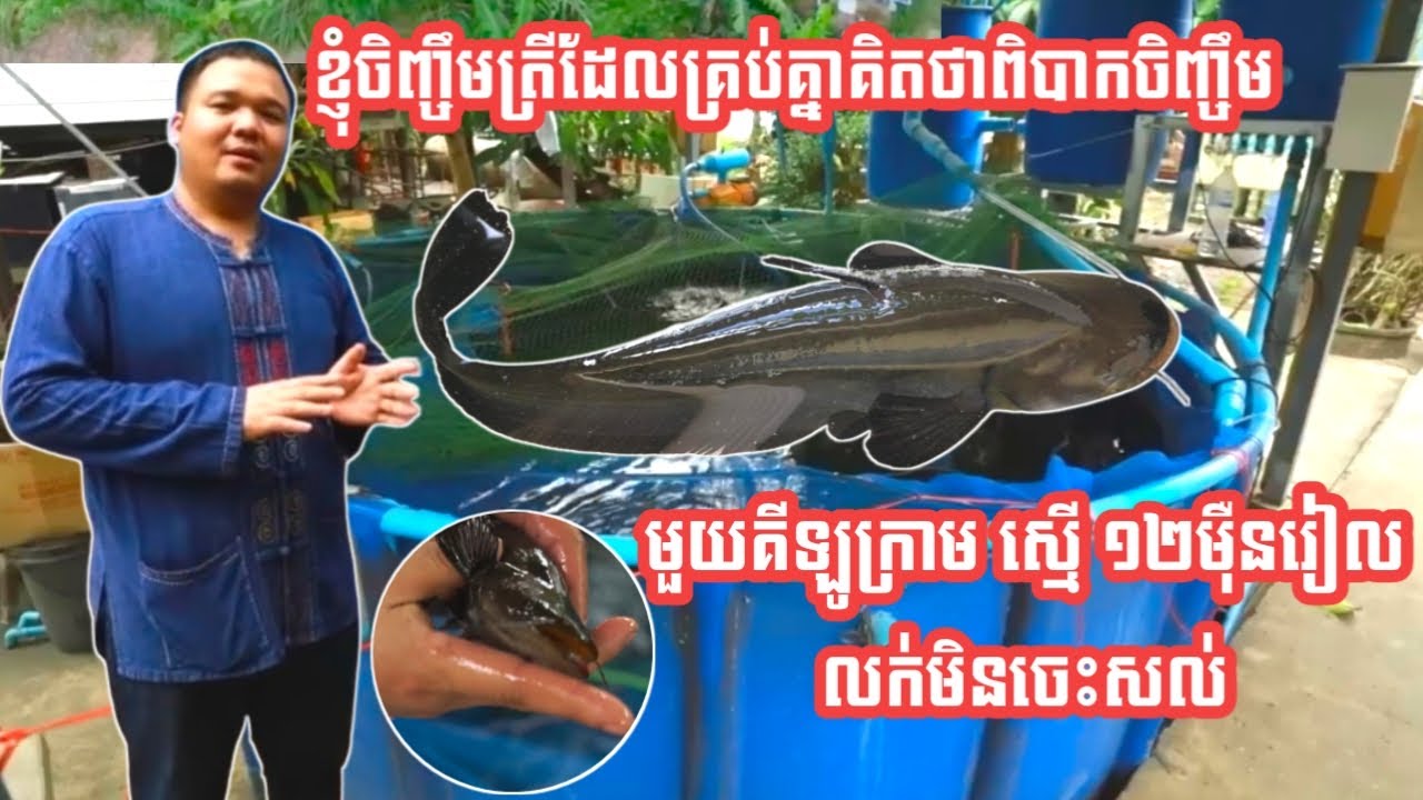 ខ្ញុំចិញ្ចឹមត្រីដែលគ្រប់គ្នាគិតថាពិបាកចិញ្ចឹម មួយគីឡូក្រាម ស្មើ ១២០,០០០រៀល/ Fish farm