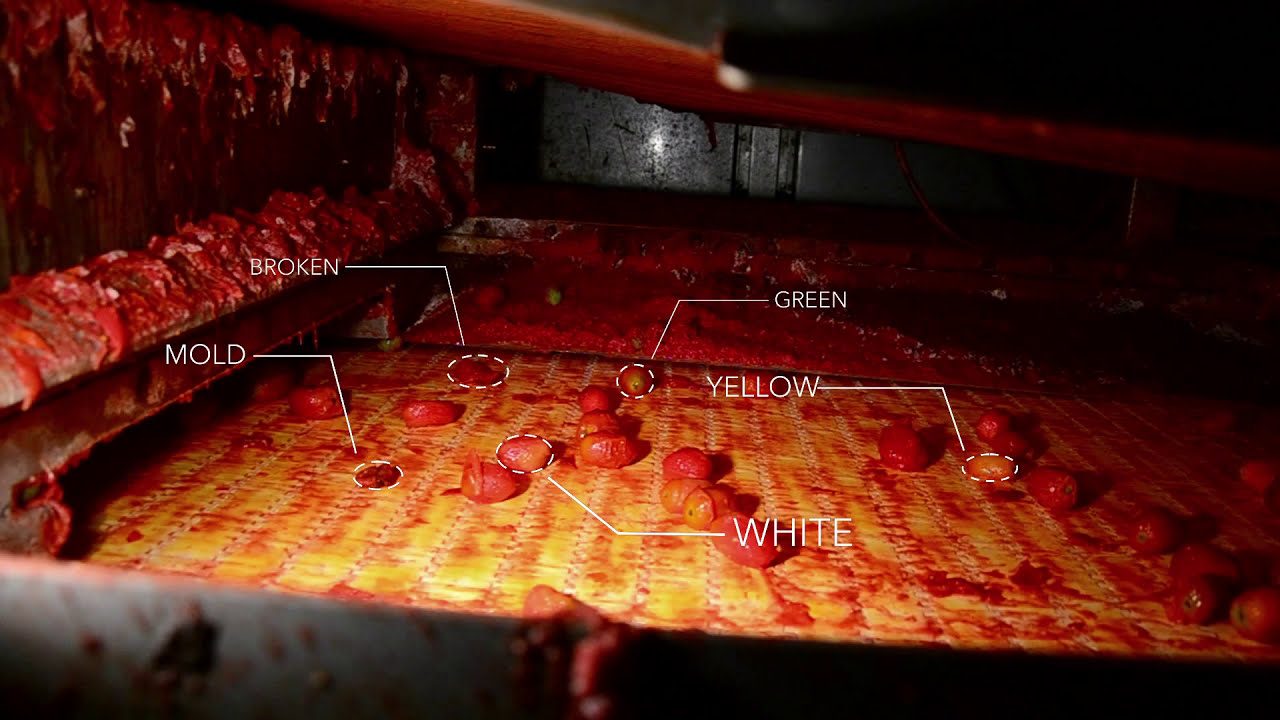 Rayvolution: the optical sorter for peeled tomatoes | RAYTEC VISION SpA