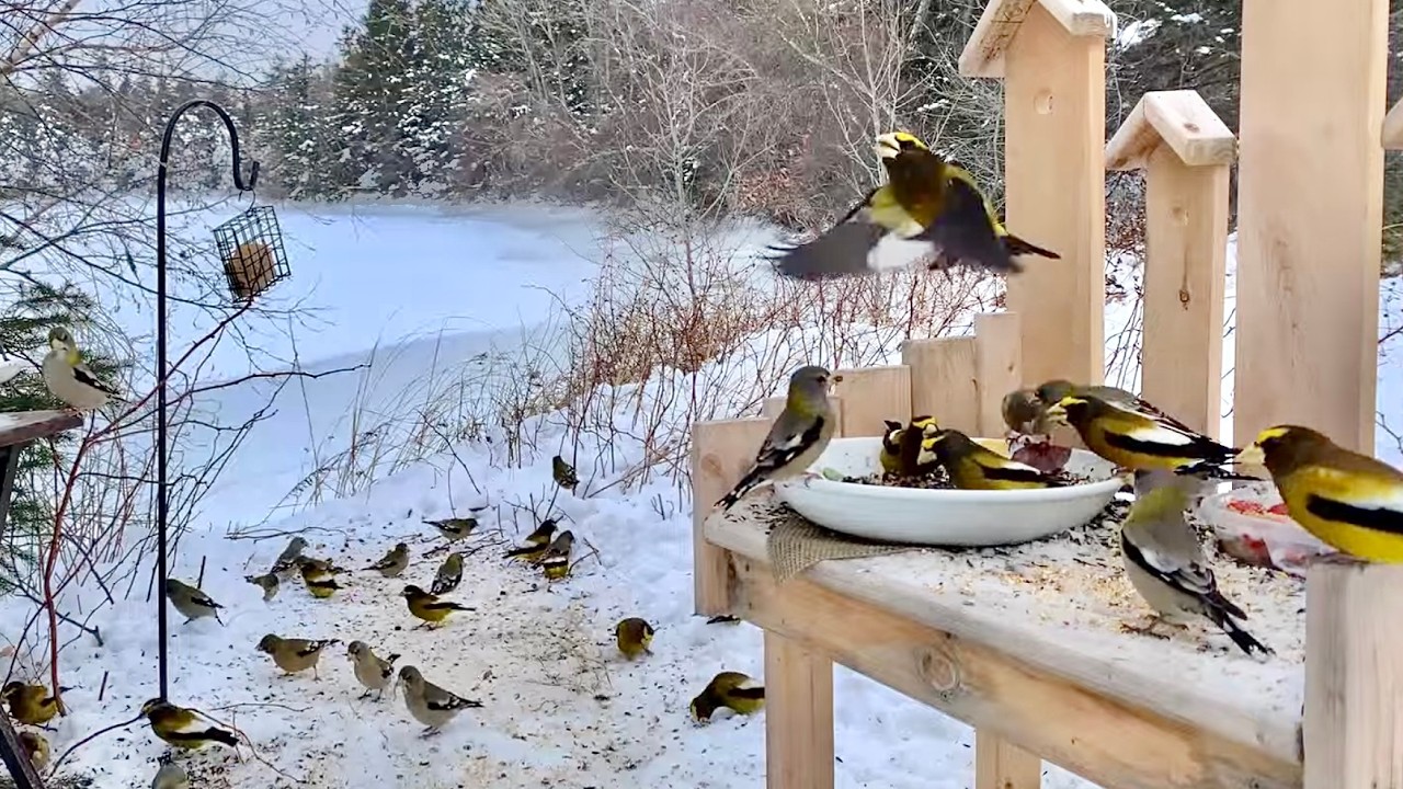LIVE! SNOWY CAM Birds Squirrels Crows on the Cove New Brunswick🇨🇦 Sun 8 Feb 2026 #cattv #asmr
