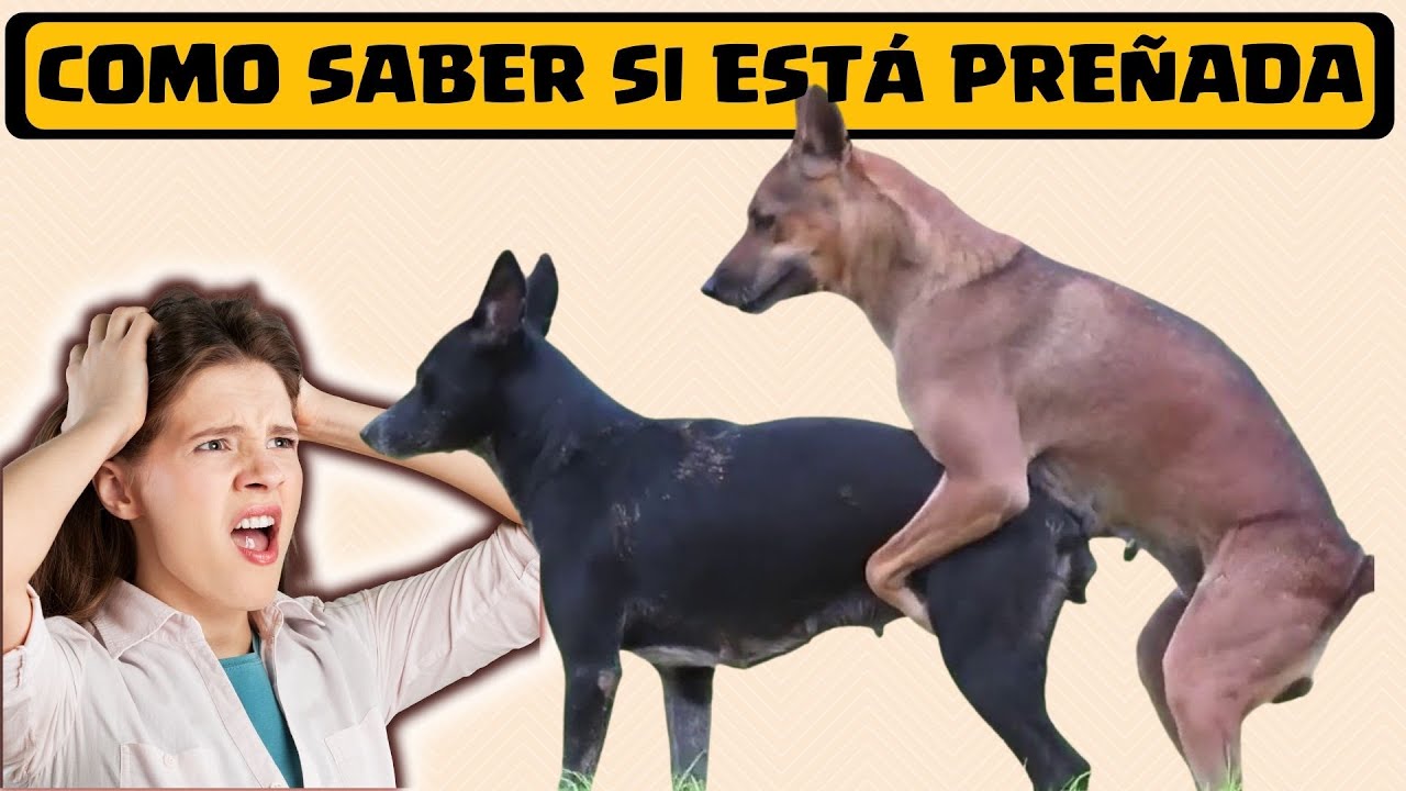 🛑Como Saber si mi Perra esta PREÑADA ⏩ (3) PRUEBAS para confirmar la PREÑEZ o EMBARAZO de una Perra✅