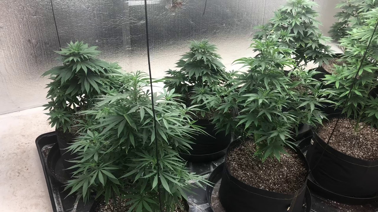 Friday indoor medical cannabis garden 10/5/18