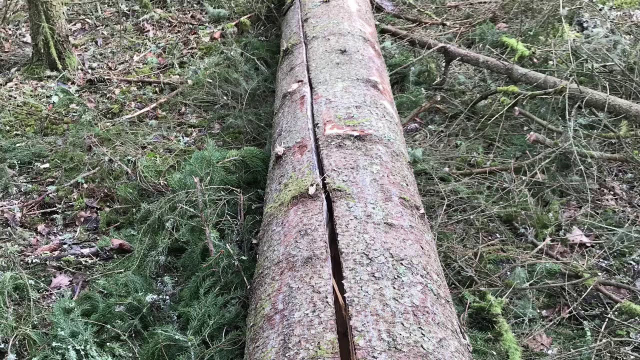 En Skogshuggnings Film. Vi Hugger Vindfäller Med Ford 5600, Vajerkran Och Skogskärra.