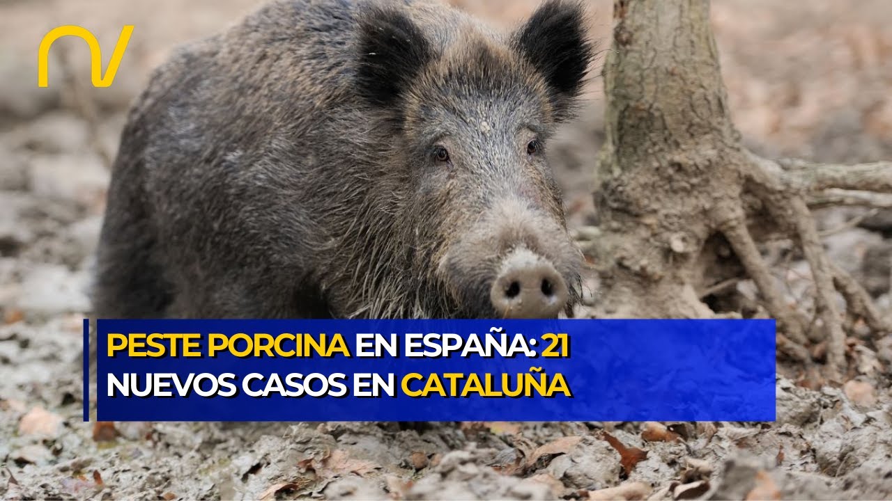 España confirma 21 nuevos casos de peste porcina en jabalíes de Cataluña