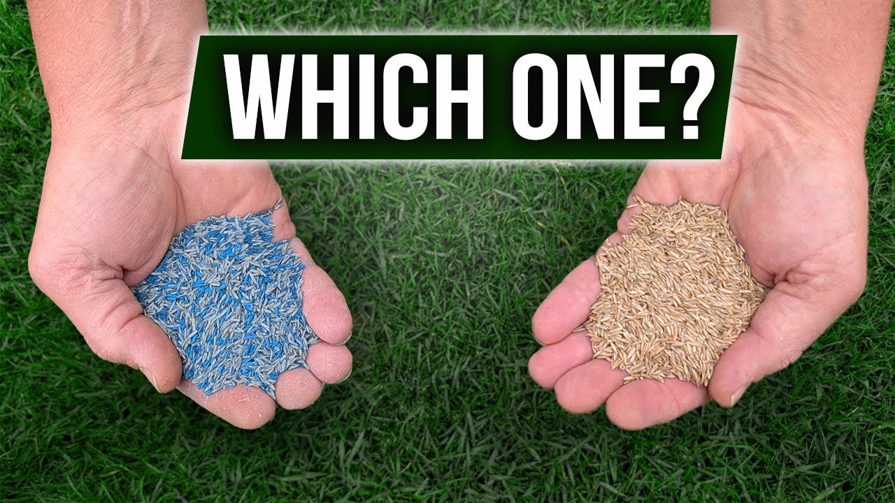 Coated Seed Vs Uncoated Seed - Which One Should You Choose?