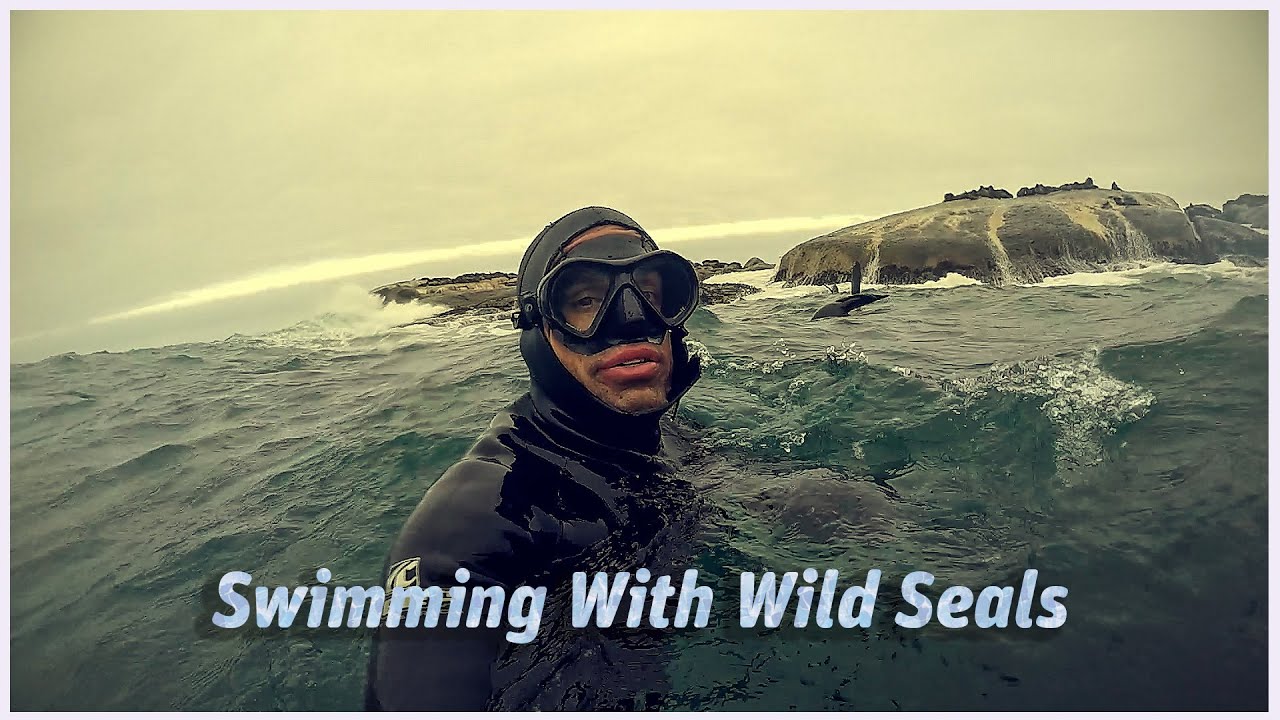 Swimming With Wild Seals In The Ocean - Today's Adventure | South Africa Travel Vlog