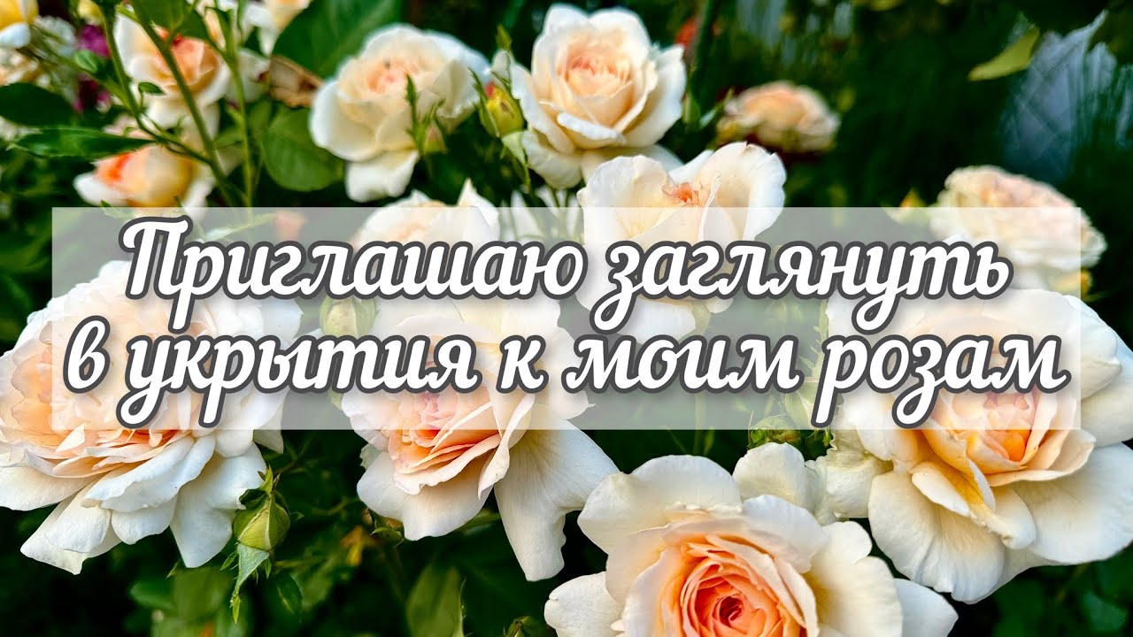 Состояние роз и хвойных после зимы. Мои мартовские хлопоты. План первых подкормок и профилактик.