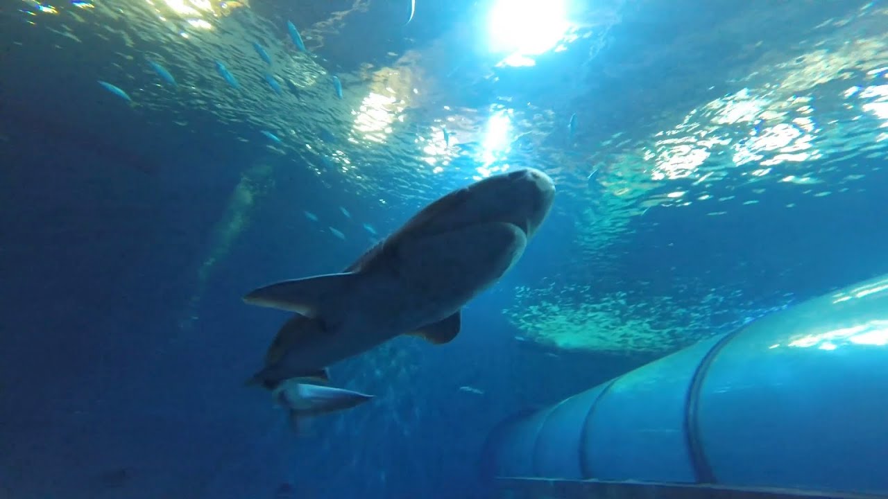 Day in the Life of an Aquarist at Oregon Coast Aquarium