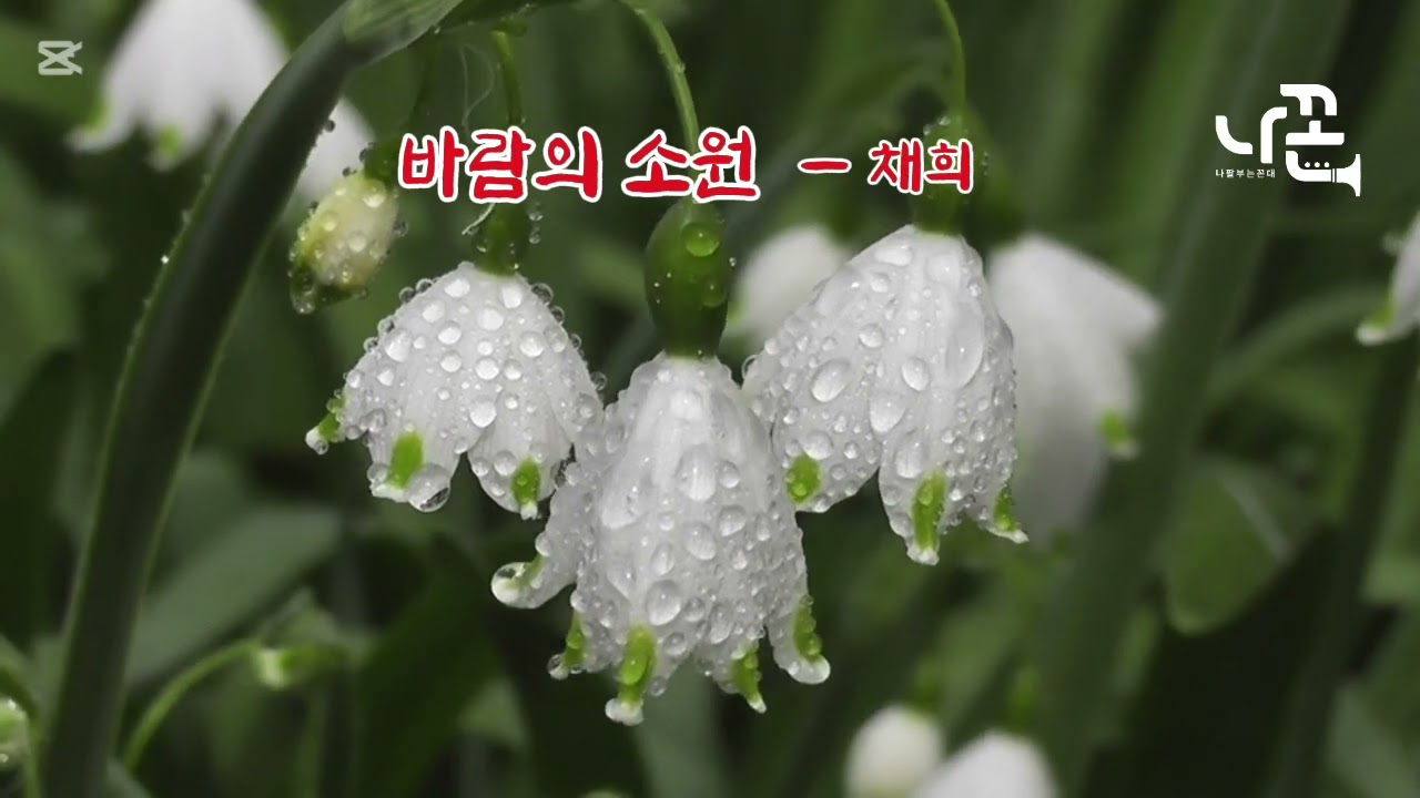 바람의 소원    #채희    #에어로폰   #나꼰