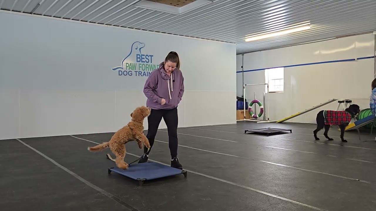 Lucy the Golden doodle | Best Paw Forward Dog Training | Place with Distractions