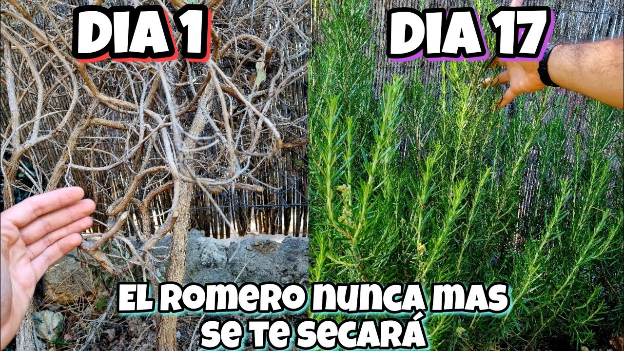 Después de ver ESTO tu ROMERO NUNCA MÁS se Secará! CONSEJOS y cuidados para SALVARLO | Huerto urbano