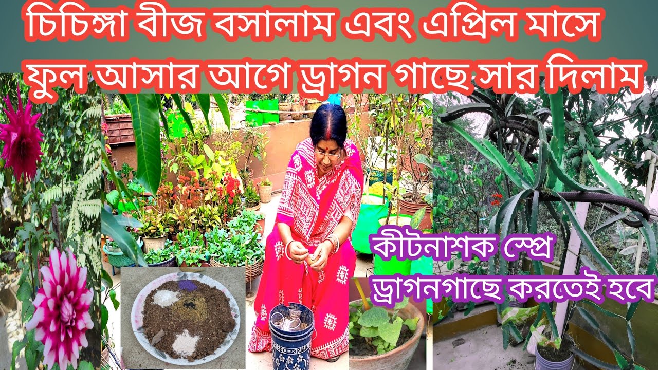 গরমের চিচিঙ্গা সহ ড্রাগন গাছের সার প্রয়োগ এপ্রিল মাসে ফুল আসার আগে/Best fertilizer for dragon fruit🤗
