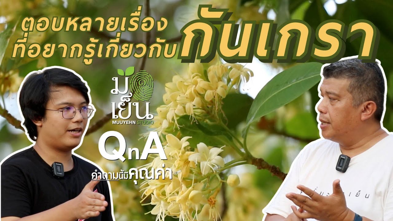 ตอบหลายเรื่องที่อยากรู้เกี่ยวกับกันเกรา I มือเย็น QnA
