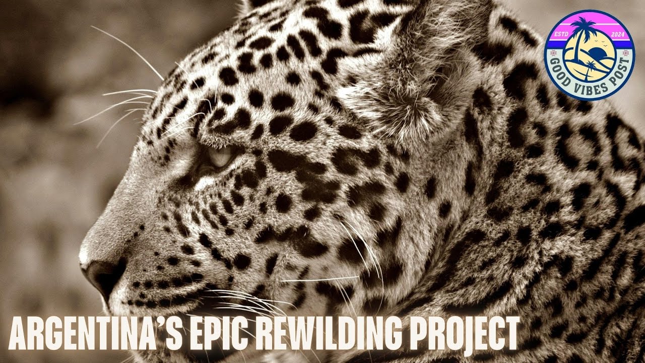 Iber&aacute;&rsquo;s Wild Awakening: The Epic Rewilding Journey Reviving Argentina&rsquo;s Lost Paradise