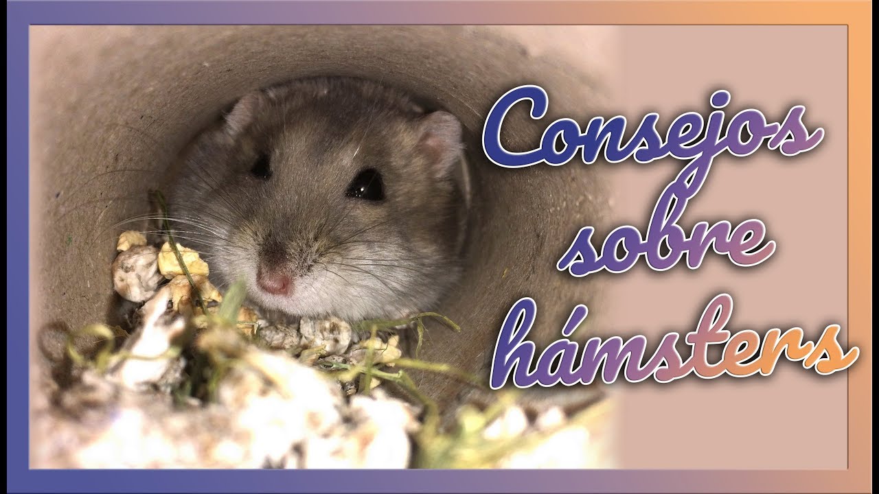 Qué tipo de JAULA, COMIDA, LECHO y JUGUETES elegir para mi HAMSTER | Consejos